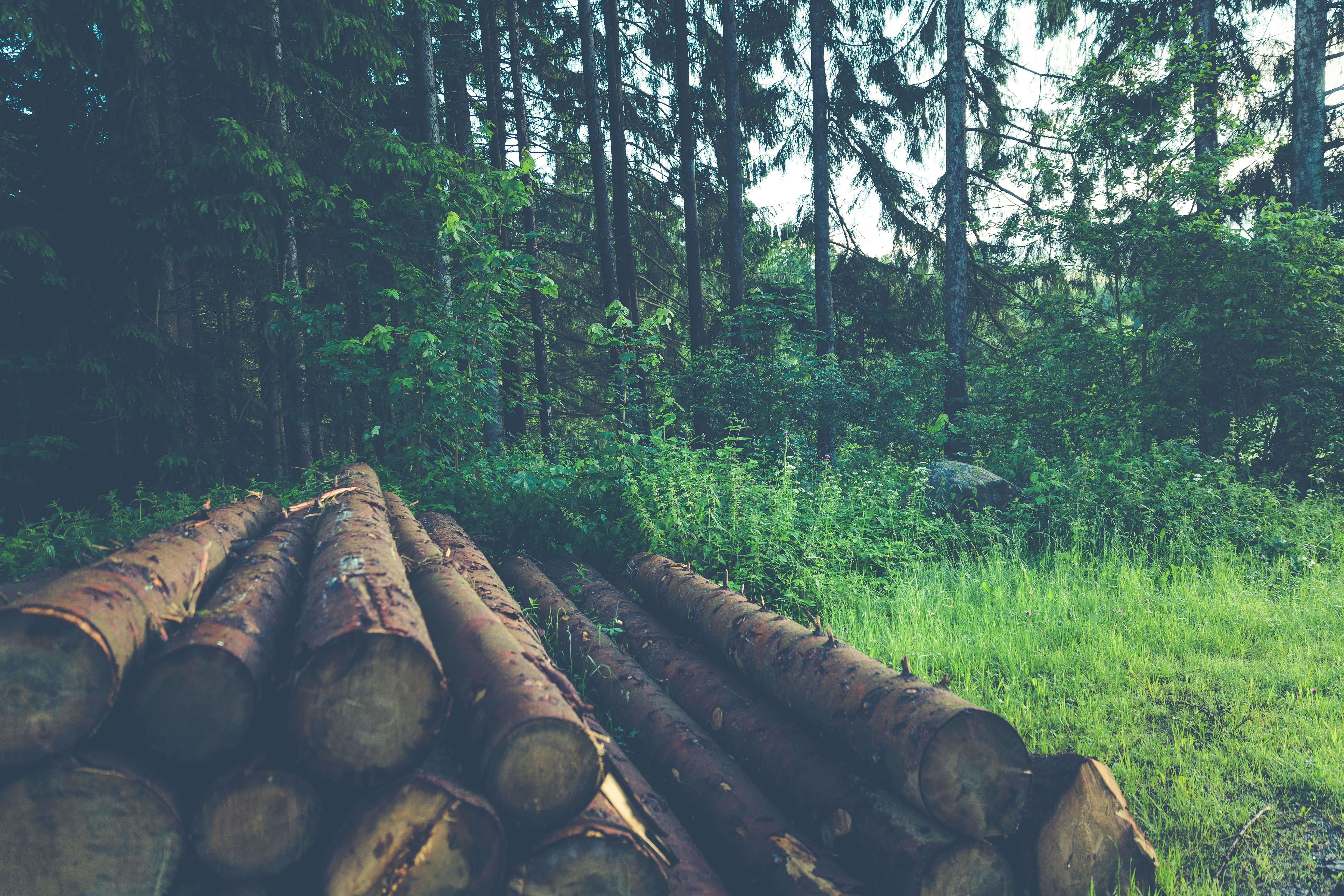 logging in the forest